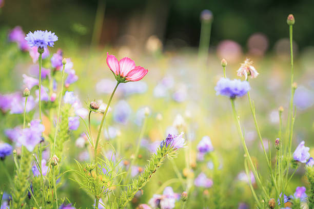 Uncultivated flowers and grass growing  in the country during summer.