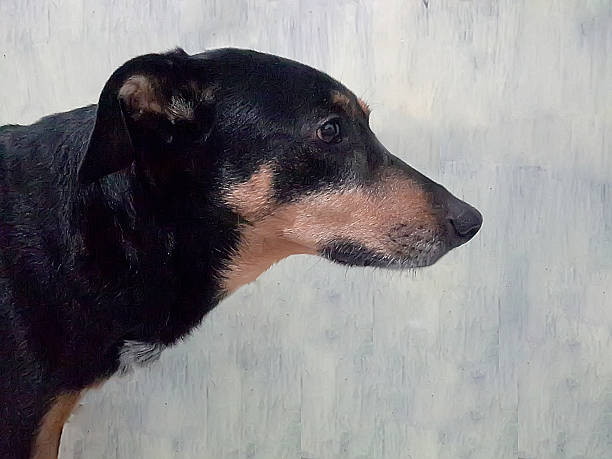 Black and tan dog on a white background.