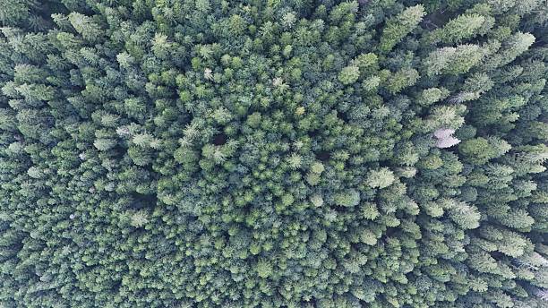 istock Aerial View of Dense Pine Forest 2238300636