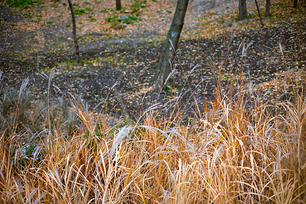 A single dry autumn leaf resting on a granite parapet in a modern park. The blurred background shows dry Miscanthus grass and colorful foliage, a tranquil fall scene.