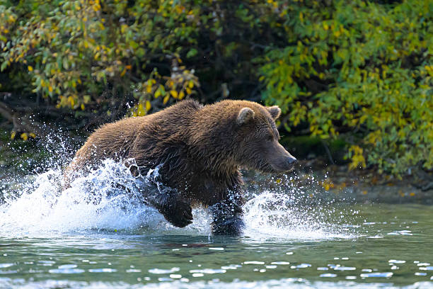 istock Focused brown bear chases a salmon through the shallow water sending spray everywhere. 2238301011