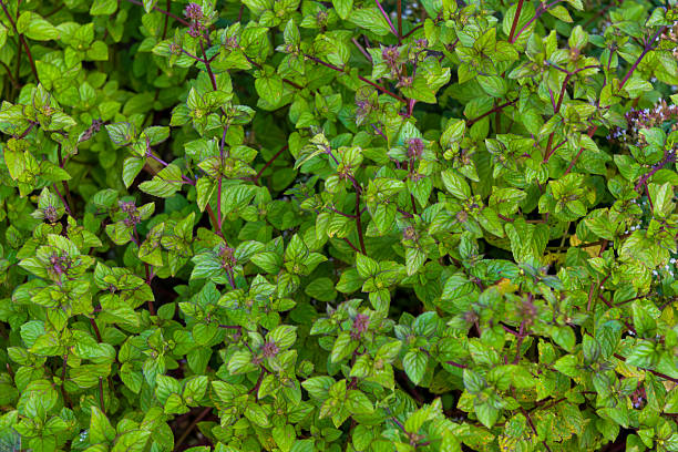 A fast-growing perennial producing a wide colony of dark purple stems bearing oval leaves tinged with purple, and smelling like Eau de Cologne, with tiny pale purple flowers in late summer.