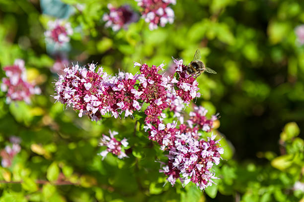 Wild marjoram (Origanum vulgare) is essentially the same aromatic herb as oregano.  It is used a lot in Mediterranean-style cooking.