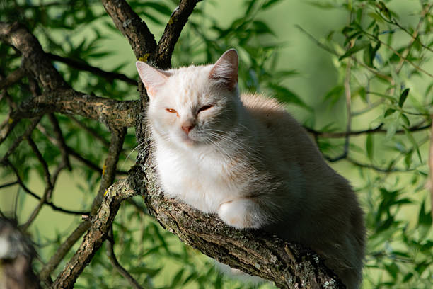 Close-up of cat sitting on tree