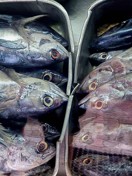 fresh fish