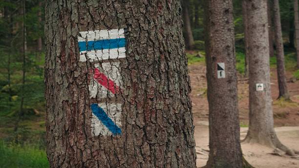 istock Line of trees with mountain and cycling trail markings on each tree 2238304532