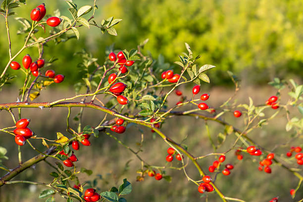 Close-up of ripe red rosehips (wild rose fruits) on a branch in sunlight, symbolizing natural health and wellness. Known for their rich vitamin C content and antioxidant properties, rosehips are widely used in herbal tea, skincare, and traditional medicine. Ideal for illustrating natural remedies, organic supplements, immunity boosting, and holistic lifestyle concepts.