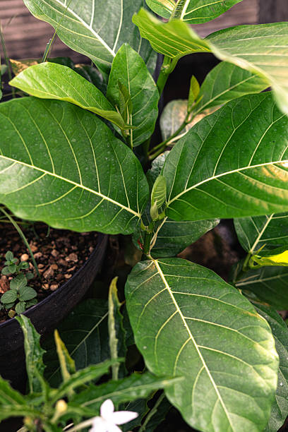 istock Close-up of Green Leaves in Indoor Setting 2238306859