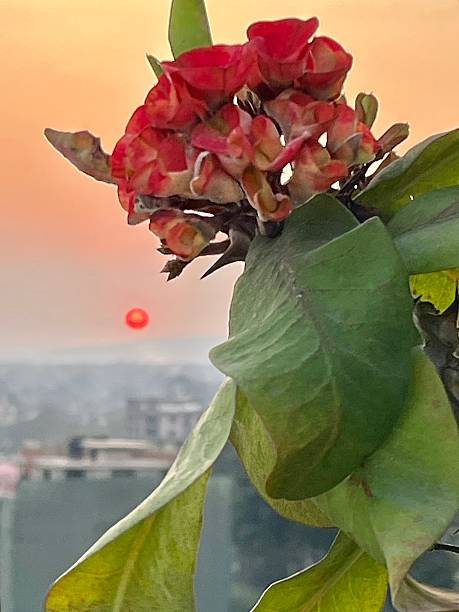 Tanzania - Arusha - Sunset and flower