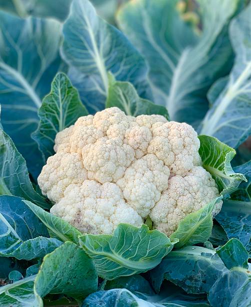 Cauliflower