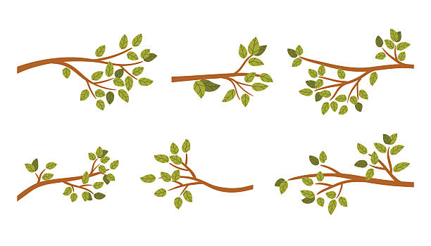 set aus horizontalen ästen im frühling oder sommer mit grünen blättern im flachen cartoon-stil. niedliche handgezeichnete clipart-sammlung für web, karten, poster, saisonales design und kreative projekte. - ast pflanzenbestandteil stock-grafiken, -clipart, -cartoons und -symbole