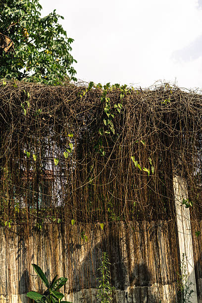 istock Old concrete wall covered with creeping plant 2238309604