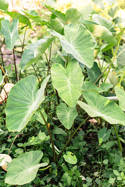istock Lush Green Taro Plants in a Garden 2238310501