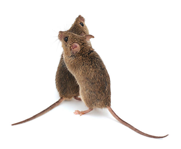 istock Two mice isolated on white background, small brown rodents 2238311275