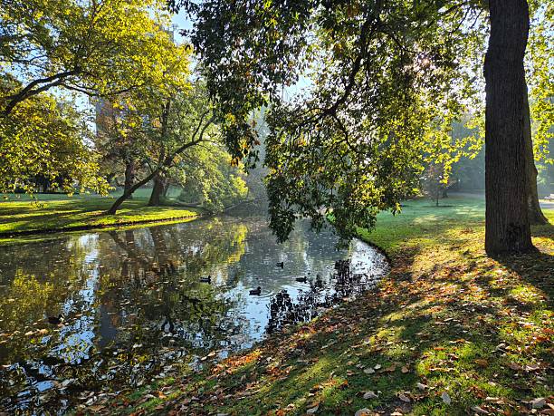 istock Trees changing color in public park in Rotterdam, Netherlands, during fall or autumn 2238313114