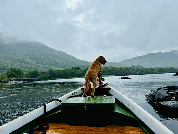 Cocker spaniel stands at the bow of the small boat looking ahead as it makes it’s way through rocks down river near Killarney,  Ireland