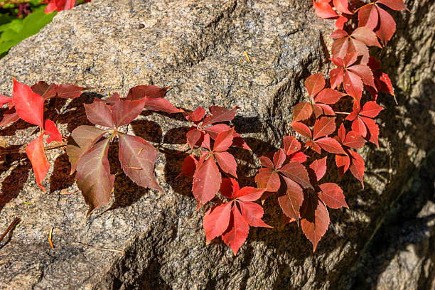 Autumn colors seen on this close up of a boulder where a Virginia Creeper vine grows on top of it.
