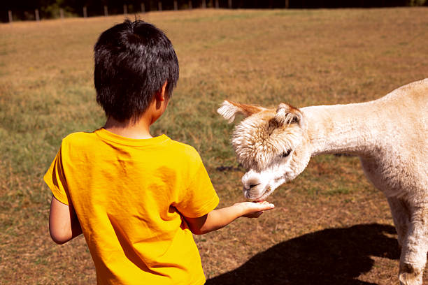 istock Come with me, it's Alpaca feeding time. Happy smiling Alpacas. 2238316297