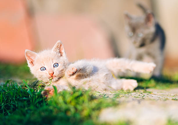 istock Cream Kitten Chewing Grass in Sunny Garden 2238316304