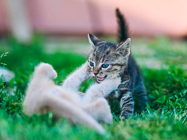 lolling young cat in the garden