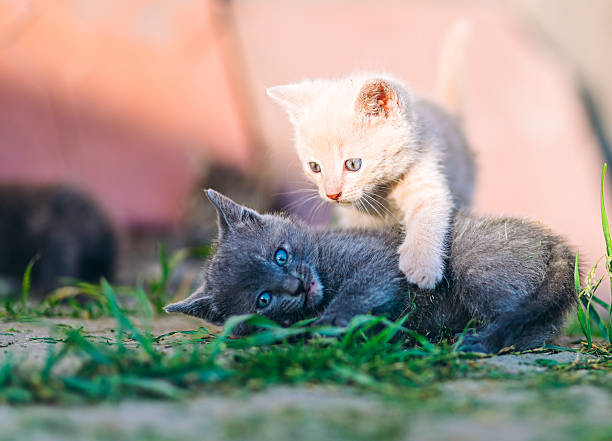 istock Playful Cream and Grey Kittens in Sunny Backyard 2238316351