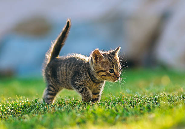 istock Curious tabby kitten takes a confident step forward on a sunlit lawn 2238316460