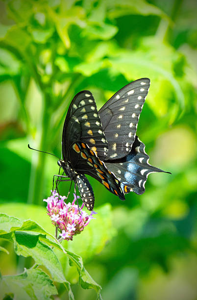 istock Butterfly- Black Swallowtail-Howard County, Indiana 2238318343