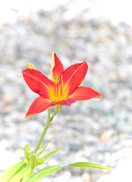 Red Day Lily in full bloom-Howard County, Indiana