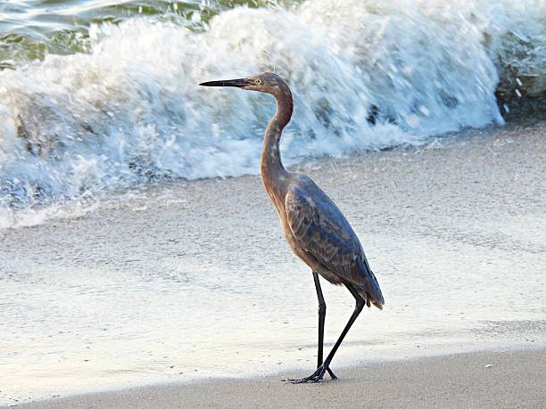 Reddish Egret - Has a fishing hook and line attached on it's face on the right side, profile.