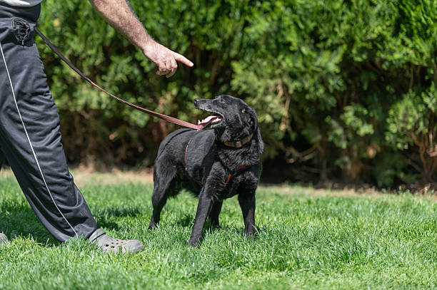 istock Young black rescued dog during a training 2238319215