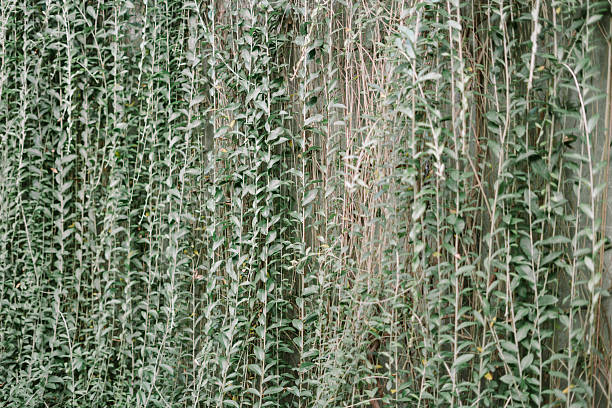 Green and Red Ivy covers a wall background texture with repeating leaves variegated