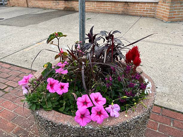 istock Purple Petunias 2238321000