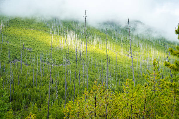 Lush mountain slope reborn with vibrant green trees