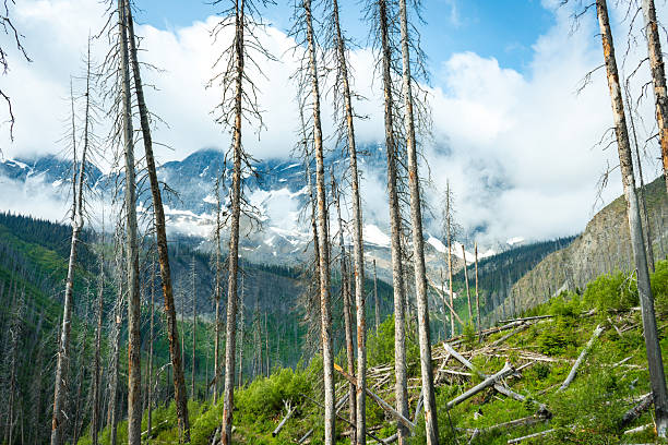 istock Striking landscape of tall, bare trees rising 2238322417