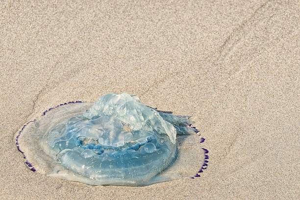 istock A gentle form of sea life decorates the sandy beach 2238325186
