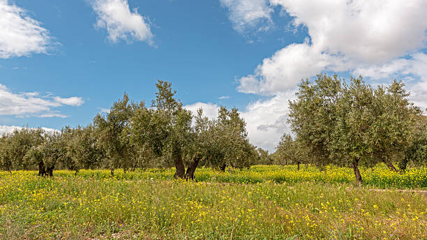 Oak trees growing on a hillside of blooming springtime field mustard.\n\nTaken near Gilroy, California, USA.