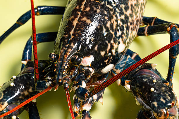 istock Close-up of fresh Spanish lobster 2238326112