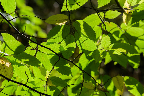 Bright Beech Leaves and Branches in Sunlit Canopy: Lush Natural Foliage View