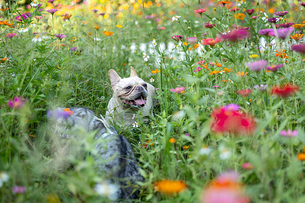 A dog and a cat are playing happily in the park filled with blooming flowers.