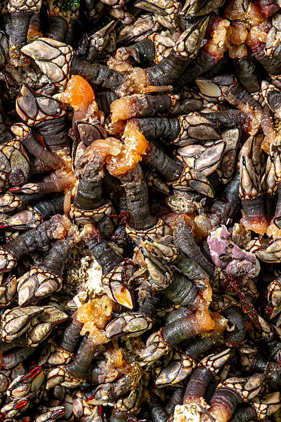 istock Galician barnacles freshly caught from the sea 2238330469