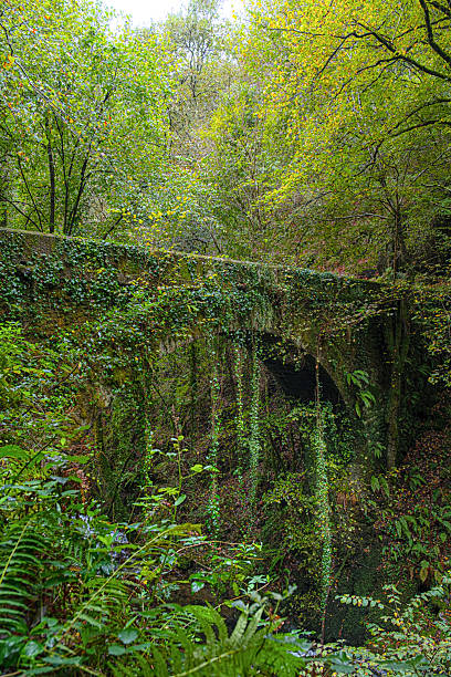 Old bridge covered in vegetation in Galicia