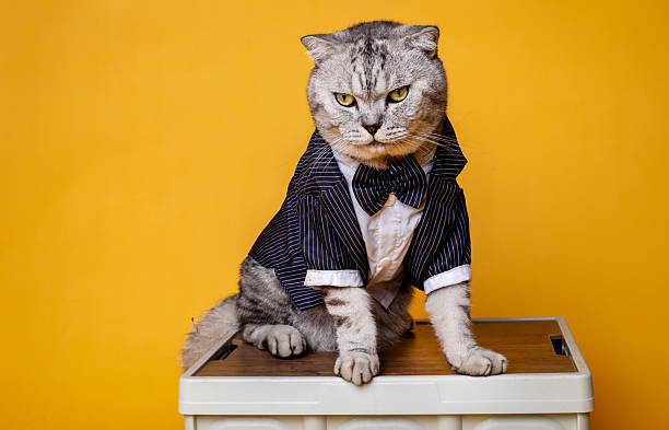 istock American Shorthair 2238330774