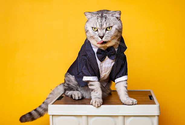 istock American Shorthair 2238330783