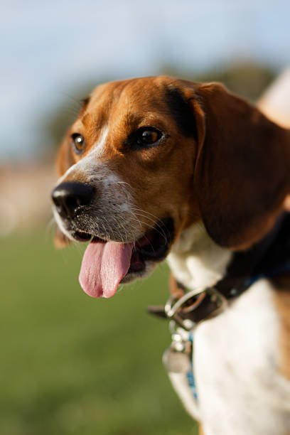 istock Happy beagle dog outdoors with tongue out and collar 2238331424