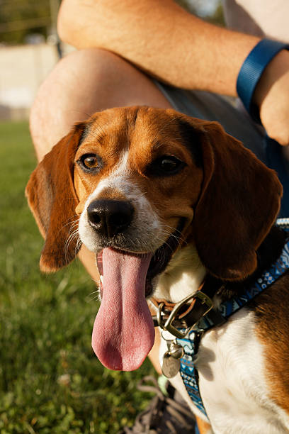 istock Happy beagle dog panting outdoors with owner 2238331434