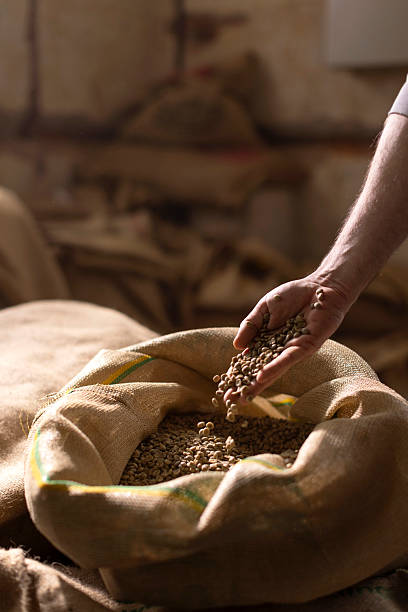 istock Handful Of Fresh Brown coffee Poured Into A Burlap Sack In A Rustic Setting Scene 2238334436