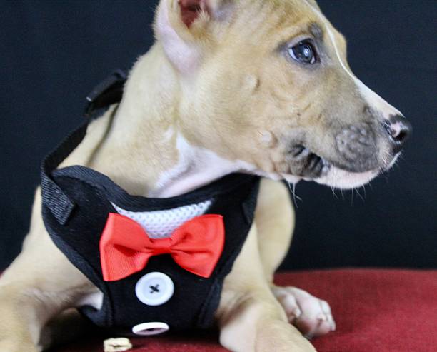 istock Puppy Photo Shoot 2238337369