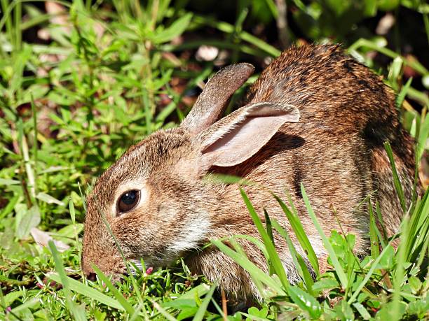 Eastern cottontail typically inhabits open fields, meadows, and brushy areas where it can easily find cover and food. It is a primarily herbivorous, crepuscular mammal that feeds on grasses, herbs, twigs, and bark.