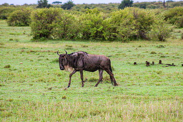 Photo of gnus in the Maasai Mara National Reserve in Kenya, Africa.