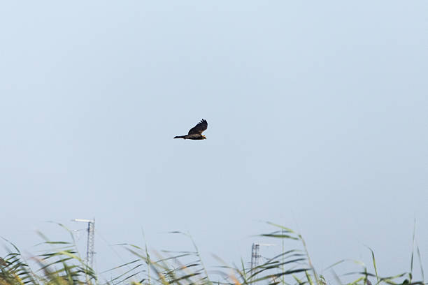 Wstern March Harrier - circus aeruginosus